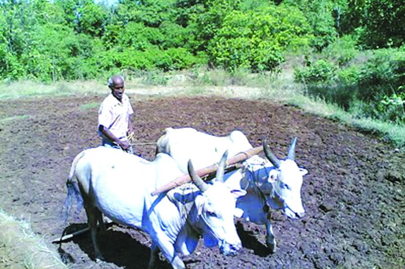 पीक प्रात्यक्षिकांबाबत आनंदीआनंदच 