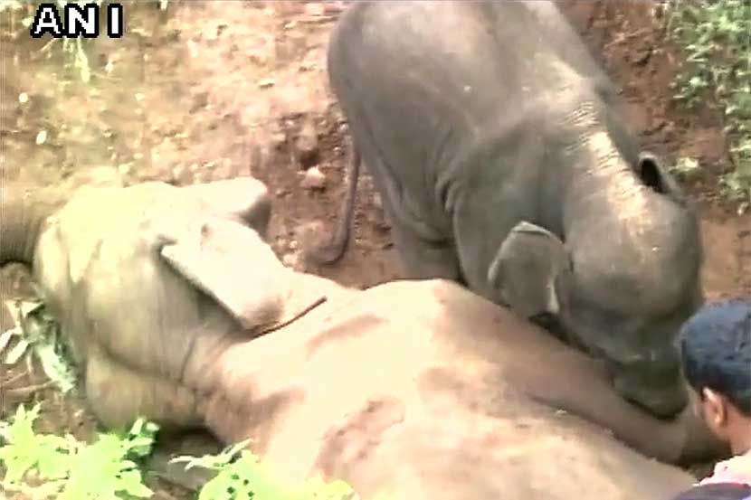 Heart rending visuals , elephant calf , wild animals, mishap, Loksatta, Loksatta news, Marathi, Marathi news