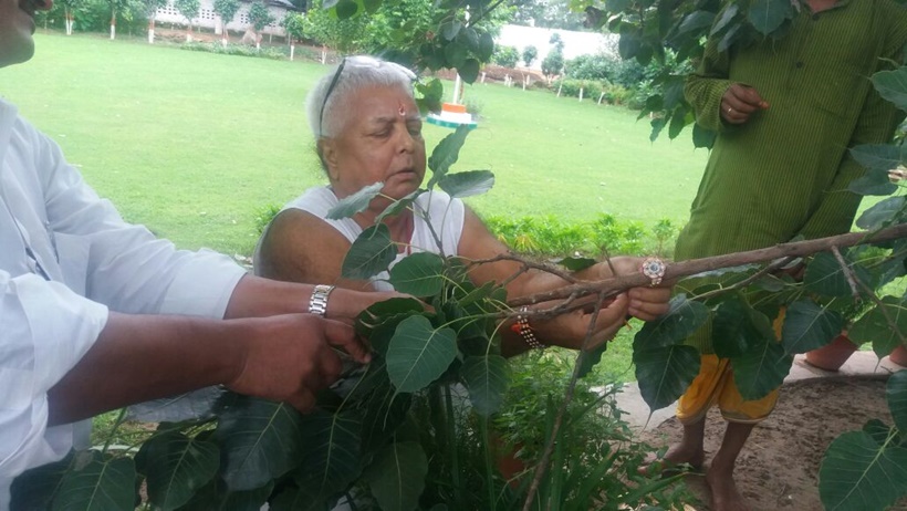राजदचे प्रमुख लालू प्रसाद यादव यांनी त्यांच्या घराजवळ असलेल्या पिंपळाच्या झाडाला राखी बांधली. (ट्विटर)