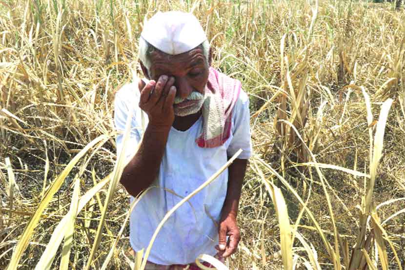 यवतमाळवर ओल्या दुष्काळाचे सावट