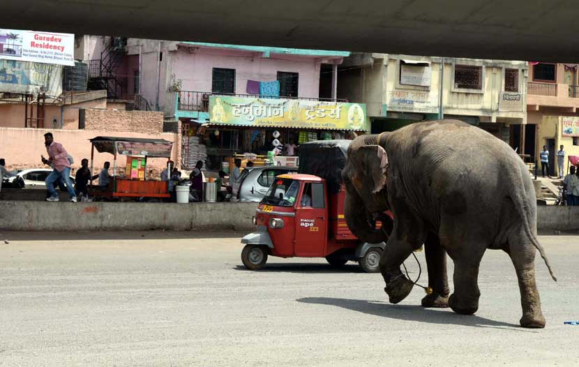 हत्ती मैदानातून रस्ता ओलांडून उड्डाणपुलाखाली असलेल्या जागेत गेला. हत्ती पिसाळला, अशी वार्ता गावभर पसरल्याने बघ्यांची मोठी गर्दी झाली. (छाया - राजेश स्टिफन)