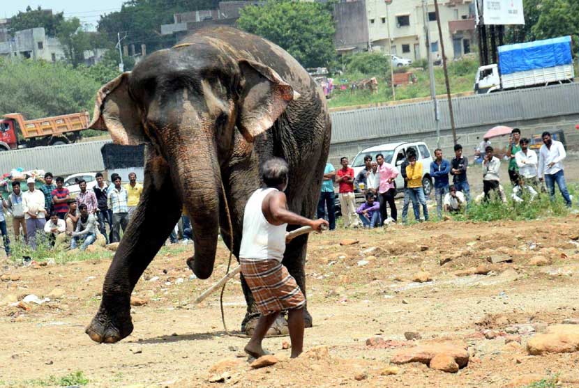 हत्ती बिथरल्याने रस्त्यावरील पथारीवाले, विक्रेते तसेच नागरिक पळापळ करू लागले. हत्ती मागे व नागरिक पुढे पळत असल्याचे चित्र दिसत होते. (छाया - राजेश स्टिफन)