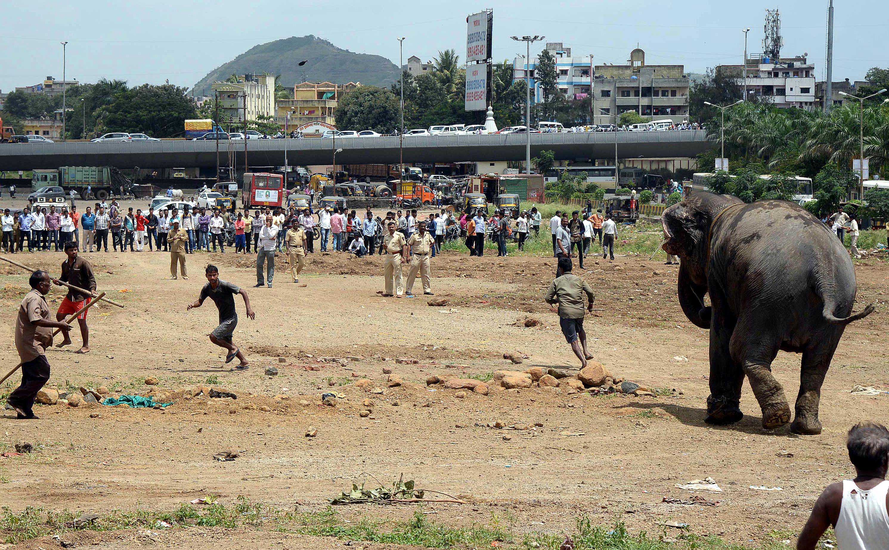 हत्ती उडय़ा मारू लागला आणि इकडे-तिकडे सुसाट पळू लागला. त्यामुळे नागरिकांमध्ये प्रचंड घबराट पसरली. (छाया - राजेश स्टिफन)