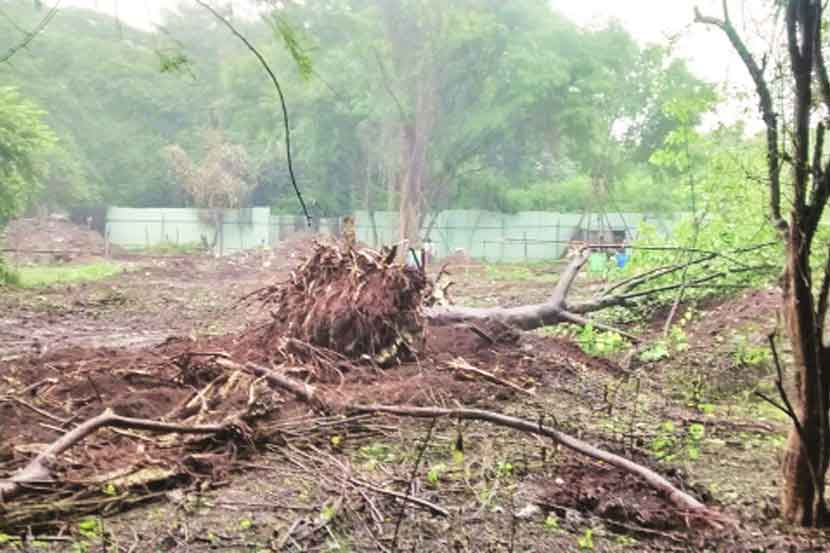 विद्यापीठात विकासाच्या नावाखाली झाडांची कत्तल