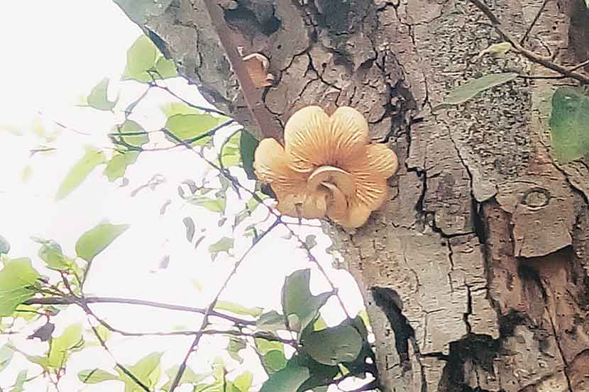 मिरजेतील किल्ला भागात दत्त मंदिराशेजारी असलेल्या उंबराच्या झाडाला उमललेल्या फुलासारखी बुरशी.