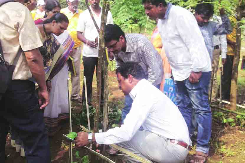 आयुर्वेदिक औषधनिर्मिती कंपन्या दर्जेदार पिंपळीसाठी आता कोकणात!