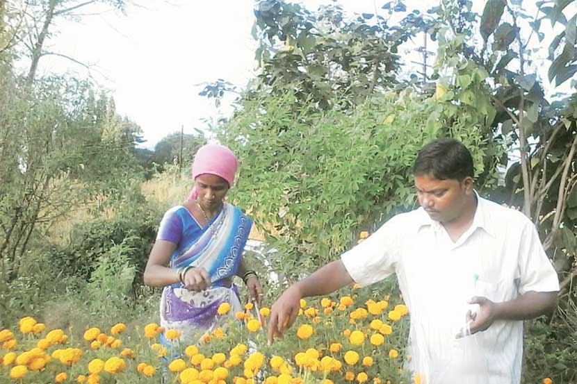 कान्होळ गावाजवळ नंदकुमार  कुर्ले  कुटूंबिय फुलांची तोडणी करताना.