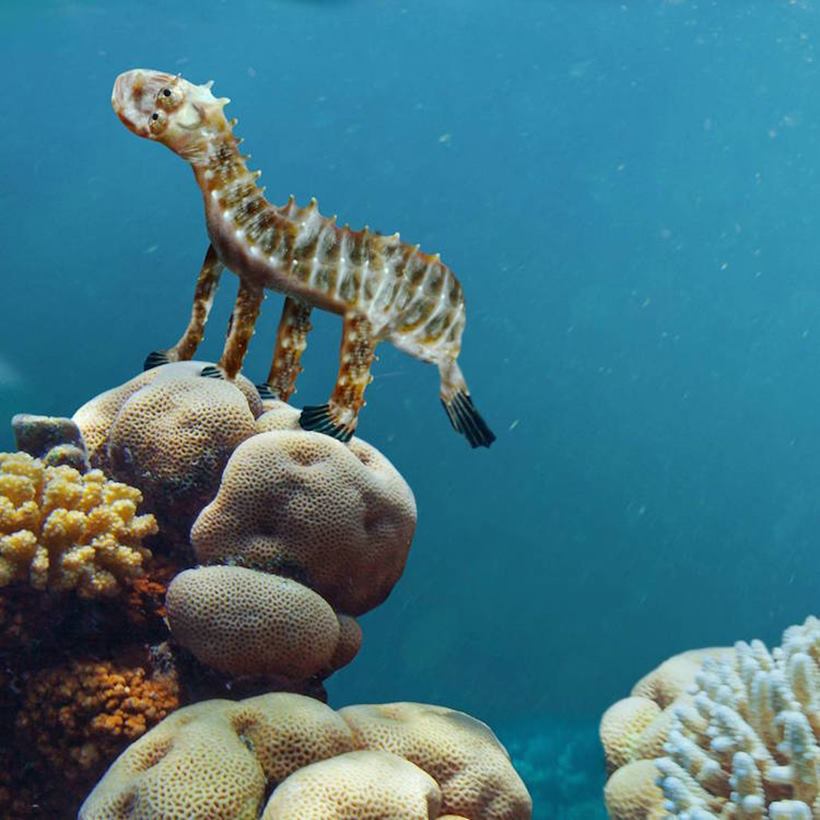 (Source: Instagram/ Things I Have Drawn)