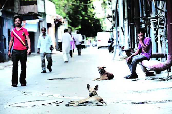 राज्याचा आढावा : पुणे – पुण्यात श्वानराज्याची धास्ती