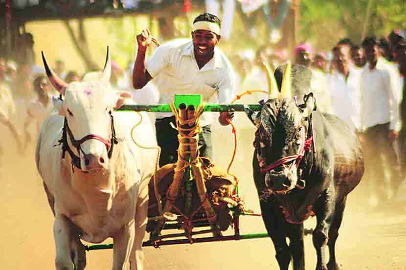 bullock-cart