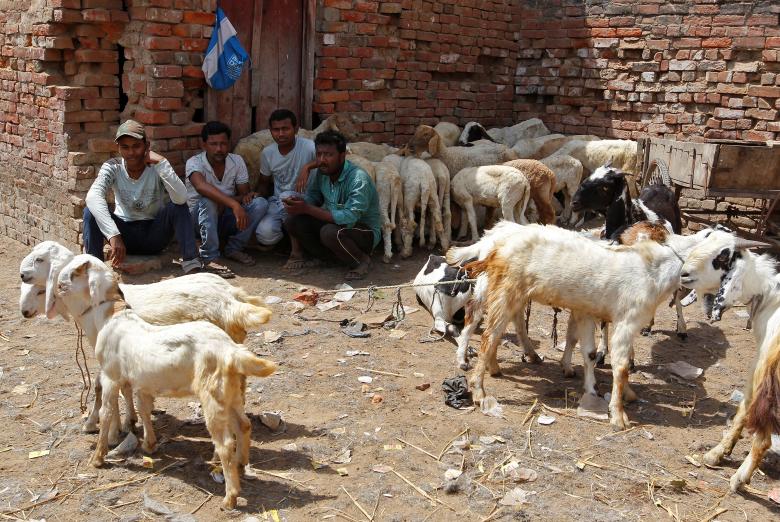 अलाहाबादमधील व्यापारी बकरीच्या घाऊक बाजारात ग्राहकांची वाट पाहताना. (REUTERS/Jitendra Prakash)