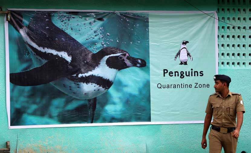 साधारण दोन वर्षांनंतर पेंग्विन वयात येतात. एकदा जोडीदार निवडला की ते त्याची आयुष्यभर सोबत करतात. दुर्दैवाने जोडीदाराचा मृत्यू झाला तर ते त्यानंतर एकटे राहतात. (छाया - प्रशांत नाडकर)