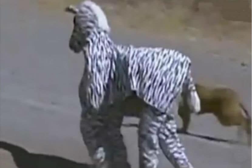 viral video, lioness attack people wearing zebra suit, lion, zebra, lioness, dumb tourists, jungle, wild, loksatta, loksatta online, marathi, marathi news, Marathi news, Marathi news paper, Marathi, Marathi news online, Marathi paper, News online, Loksatta news paper,News, Marathi bollywood news, Marathi Sports news, Marathi political News, Marathi Trending News, Marathi Entertainment news