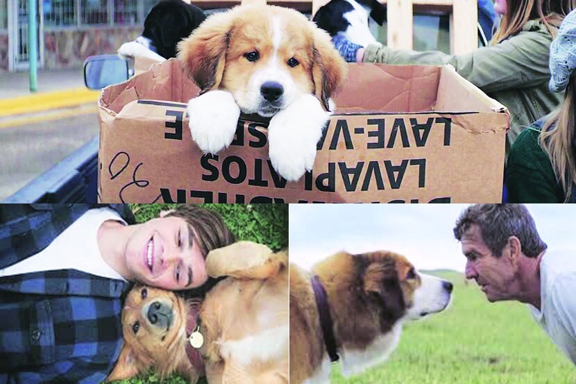 A Dog's Purpose,