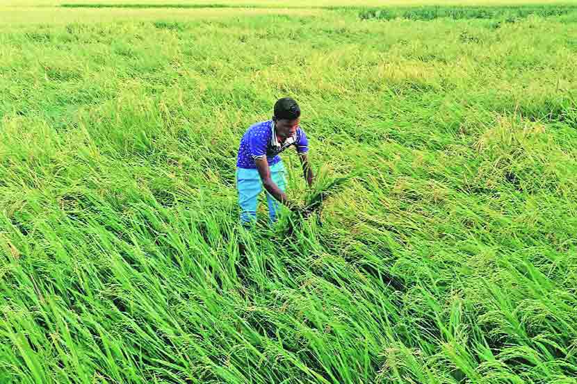 यंदा विक्रमी धान्योत्पादन