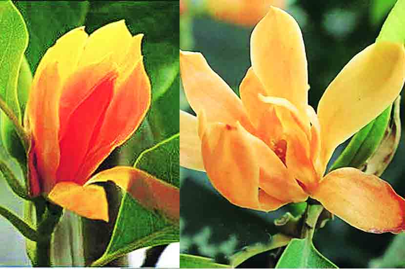 Champa Flower Wikipedia In Marathi | Best Flower Site