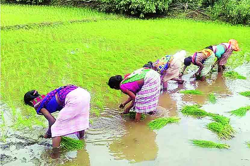 वसईत चांगला पाऊस पडत असल्याने शेतकऱ्यांमध्ये आनंदाचे वातावरण असून भात लावणीच्या कामाला सुरुवात झाली आहे.