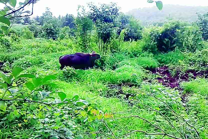 बारवीच्या जंगलात रानगव्याचे वास्तव्य!