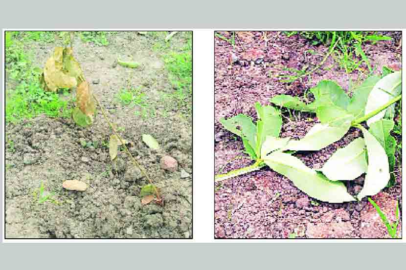 मंत्र्यांच्या वृक्षारोपण मोहिमेतील झाडे सुकली