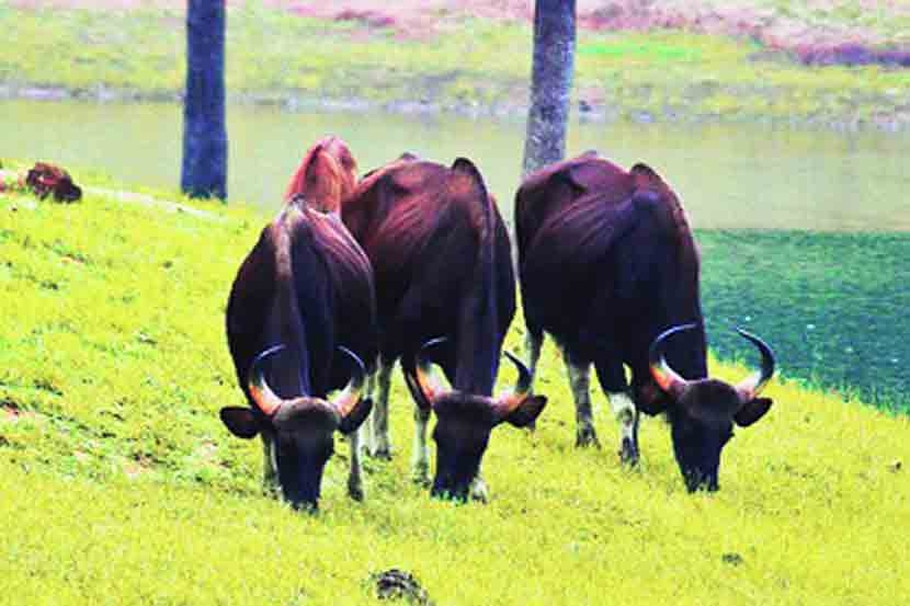 Bhamragarh Wildlife Sanctuary