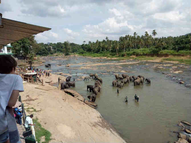 सध्या या अनाथालायत जवळपास ८८ आशियाई हत्तींचा सांभाळ केला जातो. श्रीलंकेच्या श्रीलंकेच्या साबरगामुवा प्रांतातील केगल नावाच्या गावात हे अनाथालाय आहे.