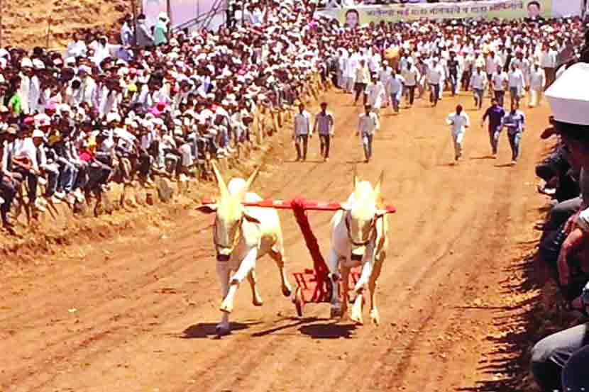 बैलगाडा शर्यतींसाठी कठोर अटी