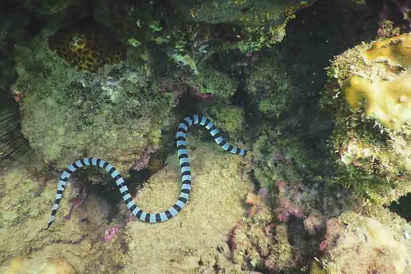 sea snake