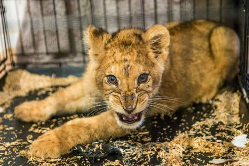 छाव्याला प्राणीप्रेमी संघटनेच्या स्वाधीन केले आहे