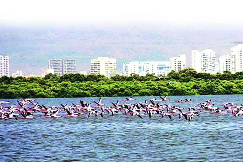 Thane creek declared as Rohit Bird Sanctuary