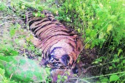 ताडोबा व्याघ्र प्रकल्पात आणखी एका वाघाचा मृत्यू