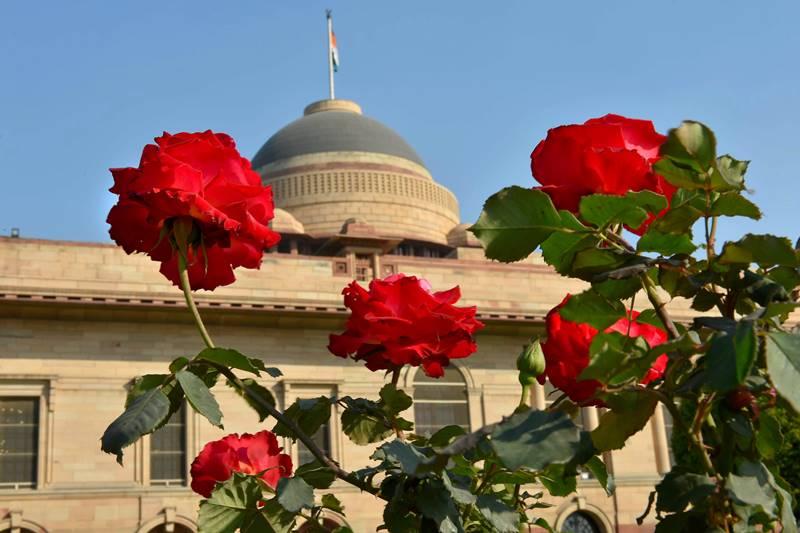 राष्ट्रपती भवनातील मुघल गार्डन म्हणजे मुघल साम्राज्याच्या ऐश्वर्यपूर्ण सौंदर्याचा नजराणा आहे. या बागेवर मुघल-ब्रिटिश सौंदर्याची छाप आहे. (छाया सौजन्य : PTI)