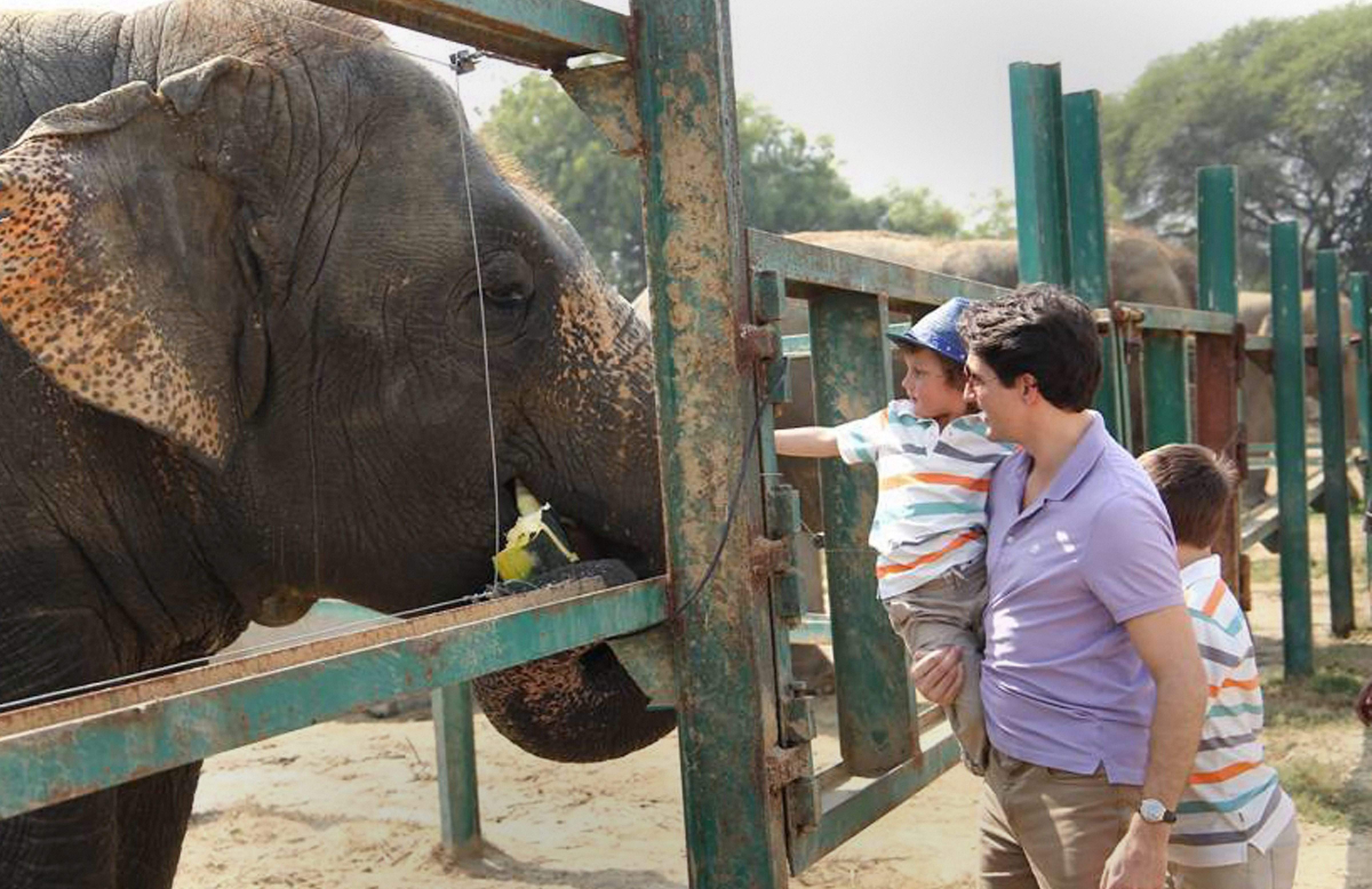 मथुरा येथील हत्ती अभयारण्य भेटीदरम्यान हत्तीला केळी भरवताना..