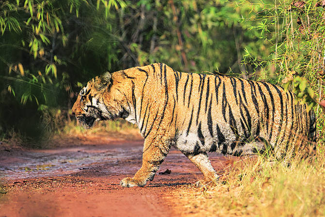 प्रातिनिधिक छायाचित्र