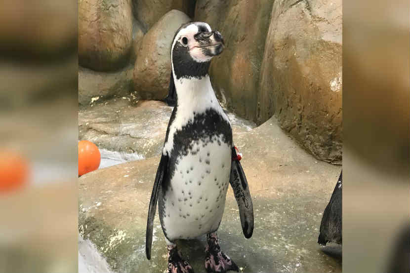राणीबागेतील मिस्टर मोल्ट या पेंग्विनचा आज तिसरा वाढदिवस आहे. हा वाढदिवस मोठ्या उत्साहात साजरा करण्यात आला.