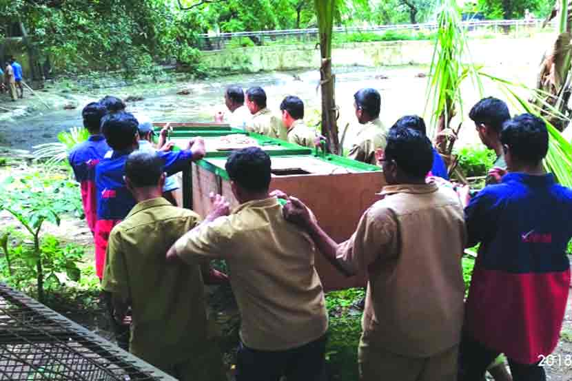 मगरीला लाकडी खोक्यात भरून तिचे स्थलांतर करताना कर्मचारी