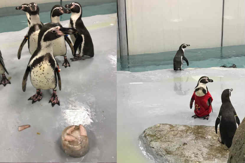 दोन वर्षापूर्वी जुलै महिन्यात दक्षिण कोरियाहून आठ पेंग्विन वीरमाता जिजाबाई भोसले उद्यानात आणण्यात आले होते. त्यातील मोल्ट हा एक आहे.