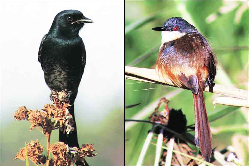 वसईत स्थलांतरित पक्ष्यांचे आगमन