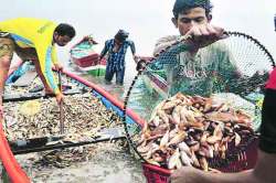 गोव्याच्या मासेबंदीमुळे नवीन बाजारपेठेचा शोध