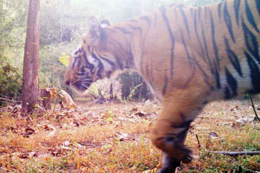 वाघिणीने अपघातस्थळाच्या बाजूलाच ठाण मांडले आहे