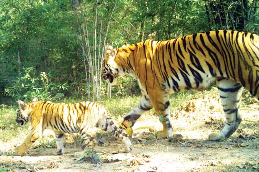  रेल्वेच्या धडकेत तीन बछडे गमावलेली वाघीण घटनेच्या चौथ्या दिवशी, सोमवारी चौथ्या बछडय़ासह घटनास्थळी जंगलात भ्रमंती करत असल्याचे छायाचित्र कॅमेरा ट्रॅपमध्ये मिळाले आहे. 