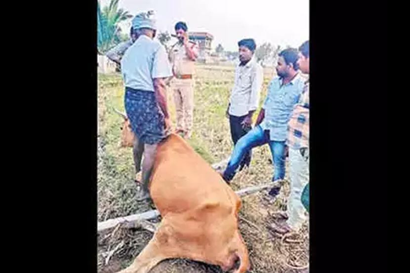 धक्कादायक ! तीन महिन्यांच्या गर्भवती गाईवर बलात्कार, अज्ञातांविरोधात गुन्हा दाखल