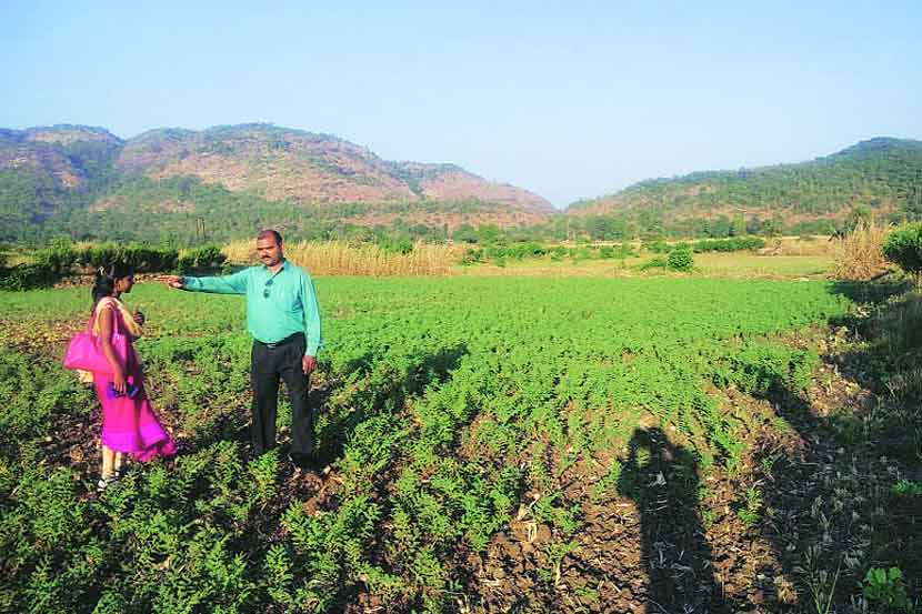 कमी पावसामुळे यंदा पालघर जिल्ह्यात कमी क्षेत्रात पेरण्या झाल्या आहेत.