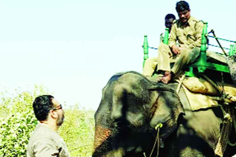 वाघिणीच्या बछडय़ाला जेरबंद करण्यासाठी वनखात्याच्या कर्मचाऱ्यांना हत्तीवर स्वार व्हावे लागले.