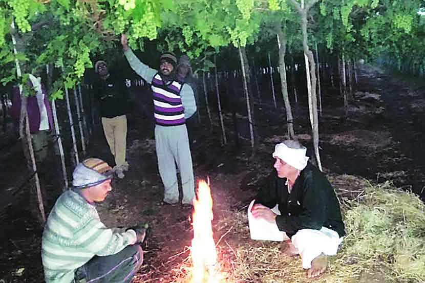 द्राक्ष बागा वाचविण्यासाठी शेकोटीचा आधार घेतला जात आहे.