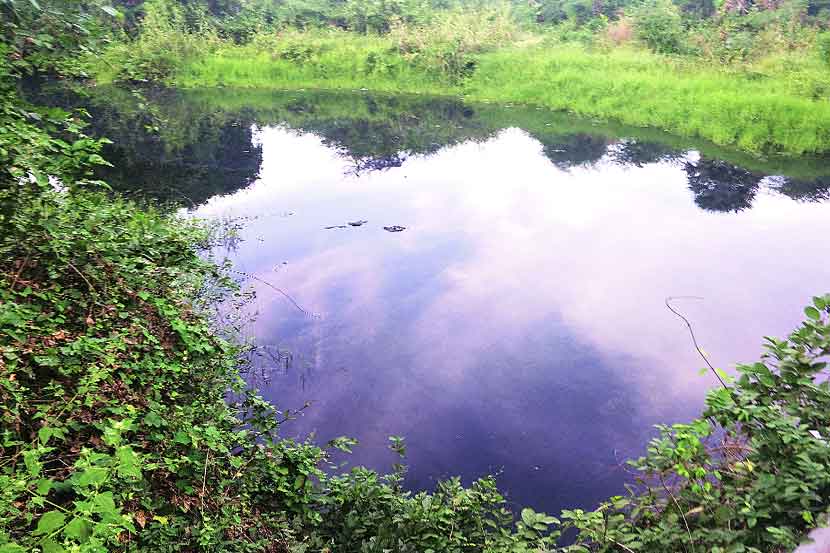 पालघरमधील पाणेरी ओहोळाचे पाणी रसायनयुक्त झाले आहे.