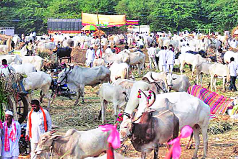 पुसेगावच्या बाजारात आलेले पशूधन.