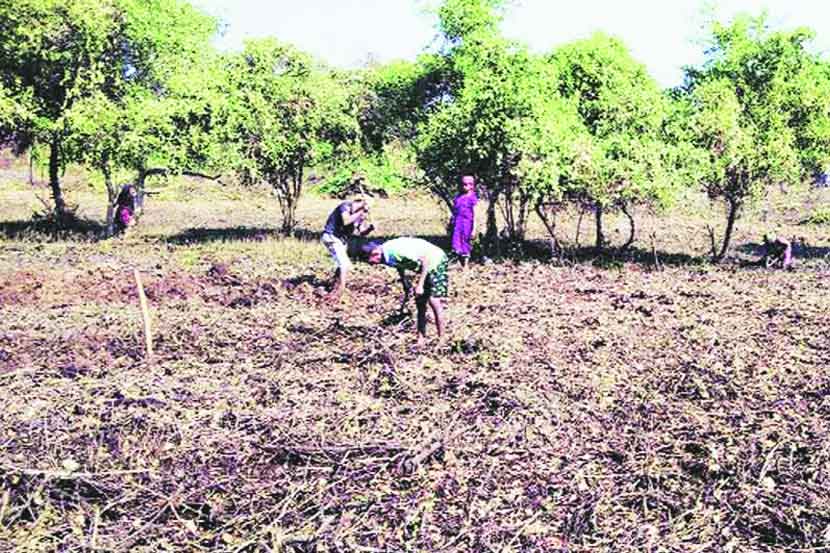 कांदळवन क्षेत्रातील भरीव वाढीची ‘लिम्का बुक’मध्ये नोंद