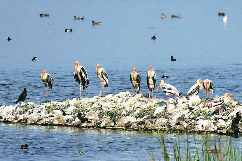 पोषक हवामानामुळे ४० हजार पाहुण्या पक्ष्यांचा मुक्काम