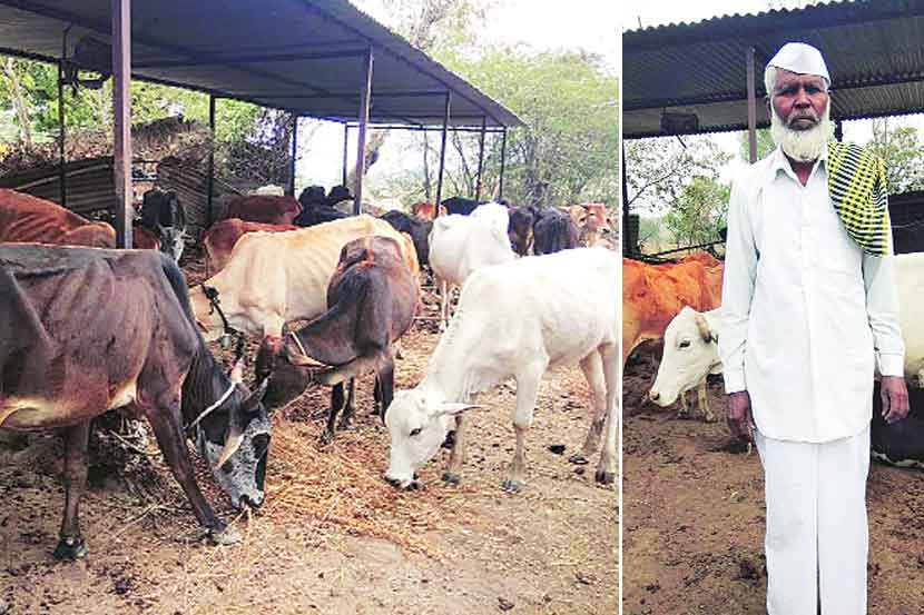 गायी पाळणारे शब्बीरमामू’ हीच ६५ वर्षे वयाच्या शब्बीर यांची खरी ओळख आहे. 