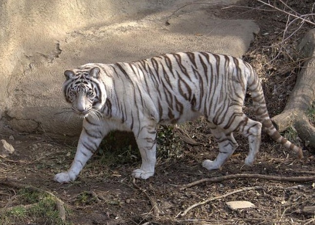 अखेर सचिनची झुंज संपली, सिद्धार्थ उद्यानातील पांढऱ्या वाघाचा मृत्यू